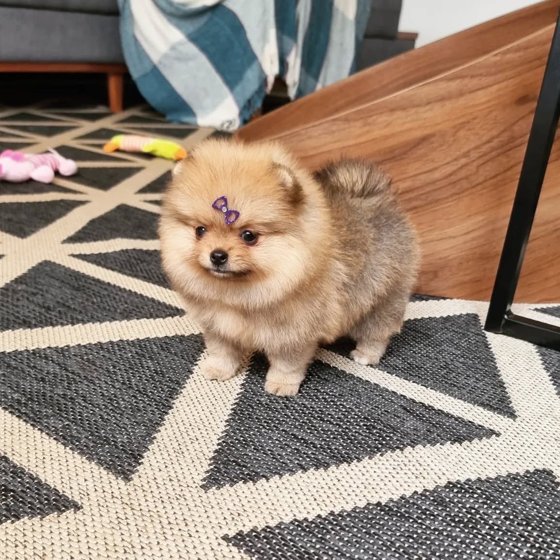 Ace - Pomeranian puppy