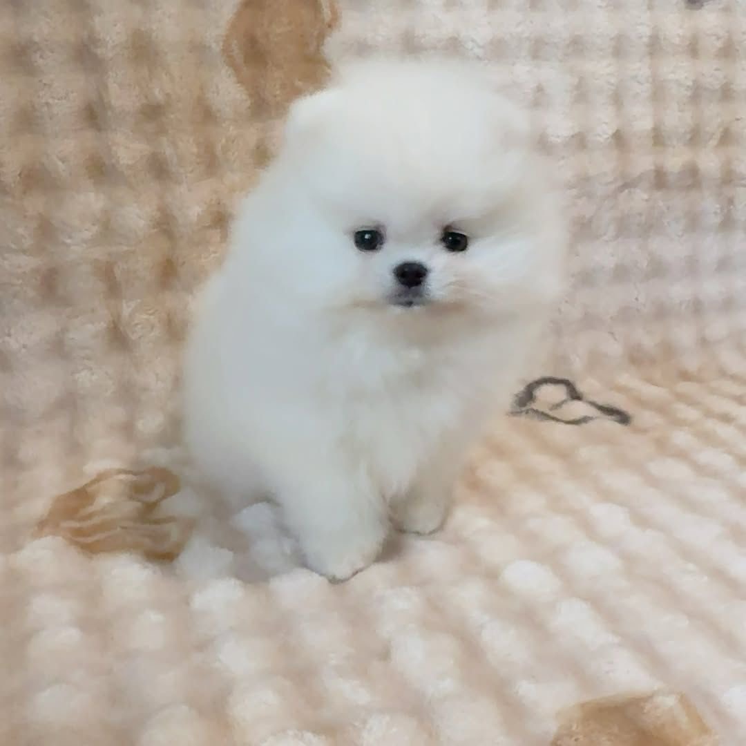 Adonis - Pomeranian puppy