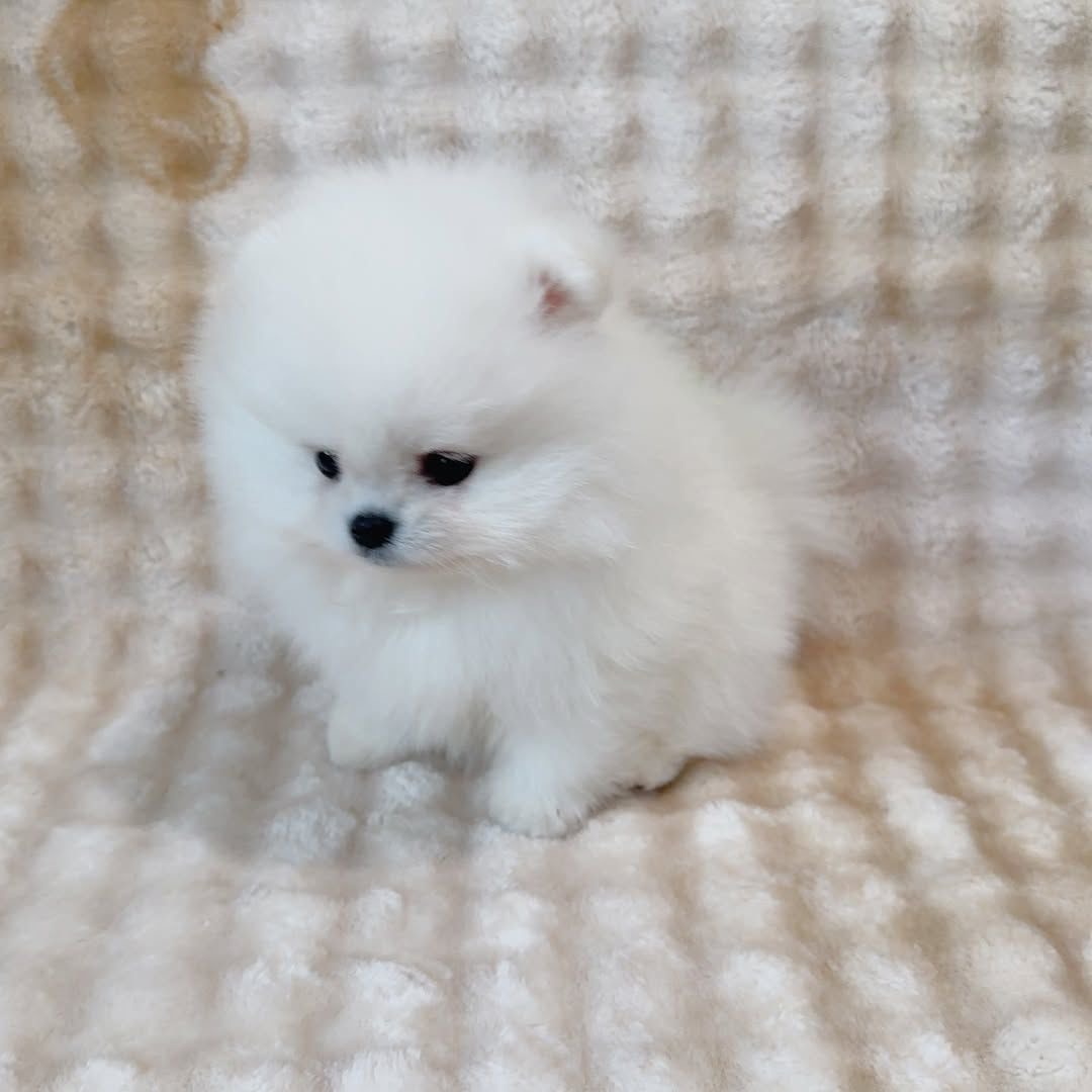 Adonis - Thumbnail 2