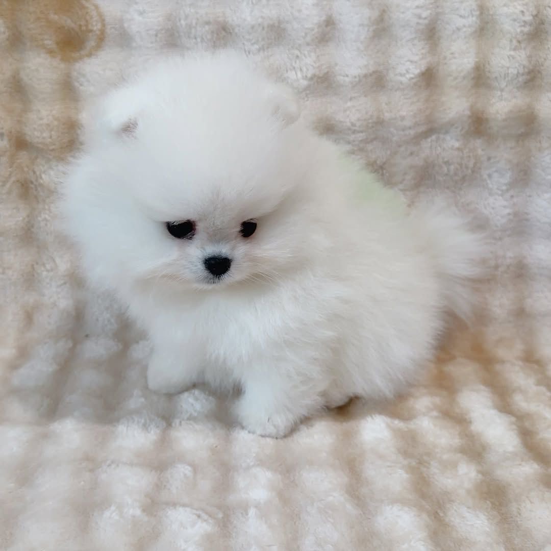 Adonis - Thumbnail 4