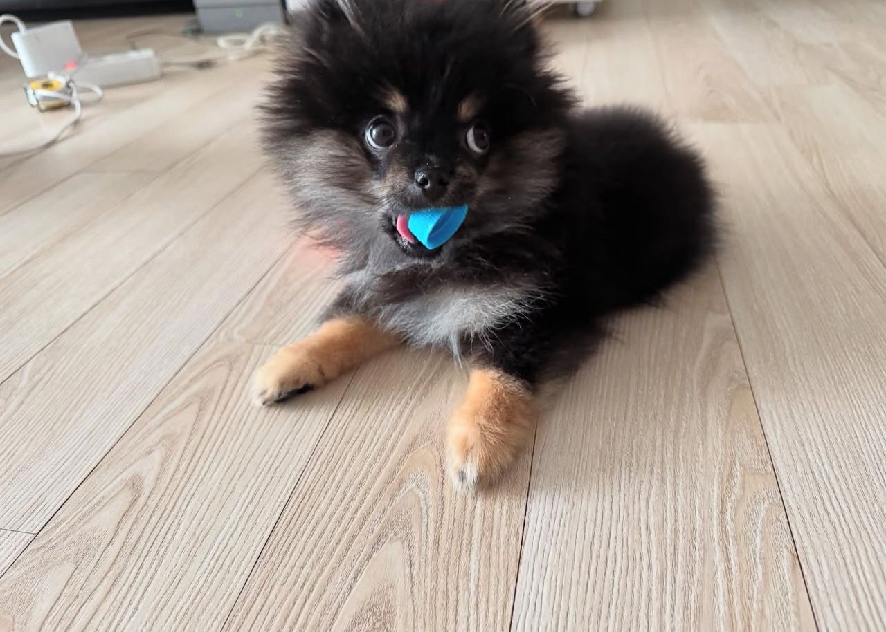 Antony - Pomeranian puppy
