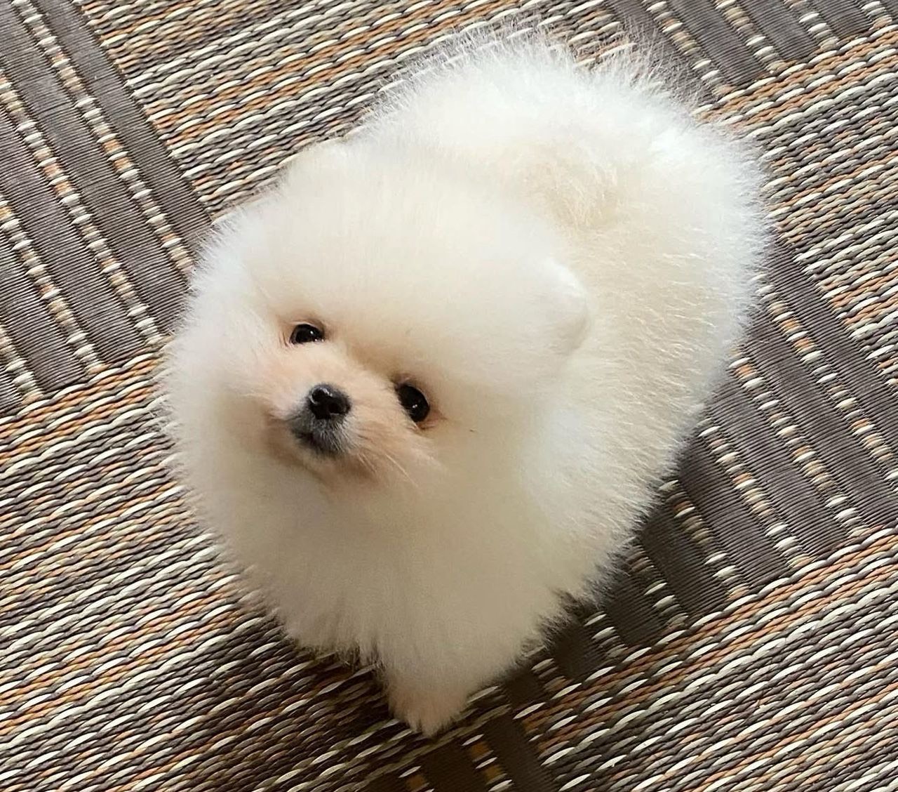 Cooper - Thumbnail 2