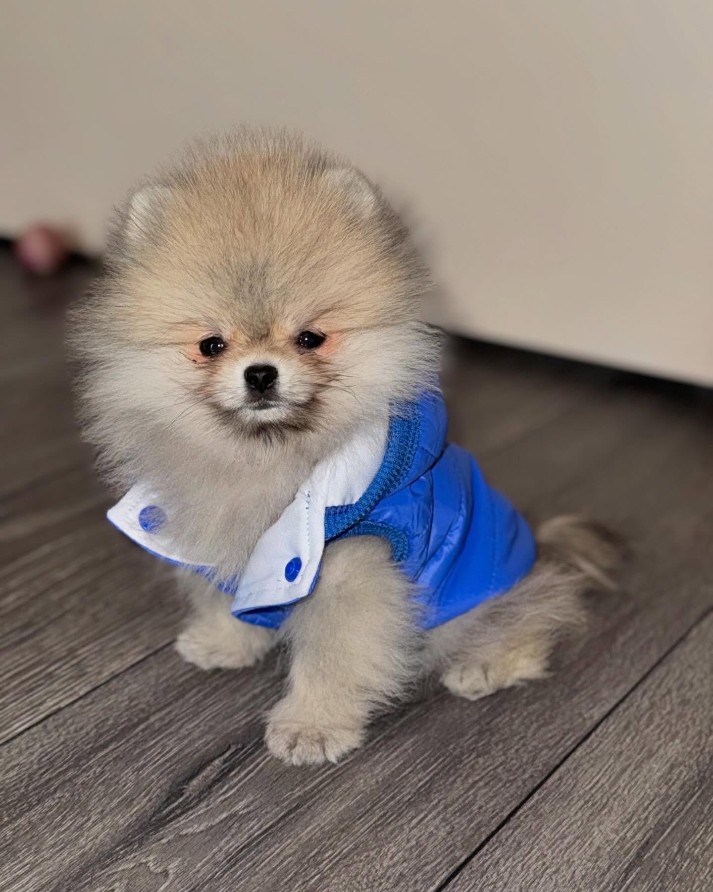Grey - Pomeranian puppy