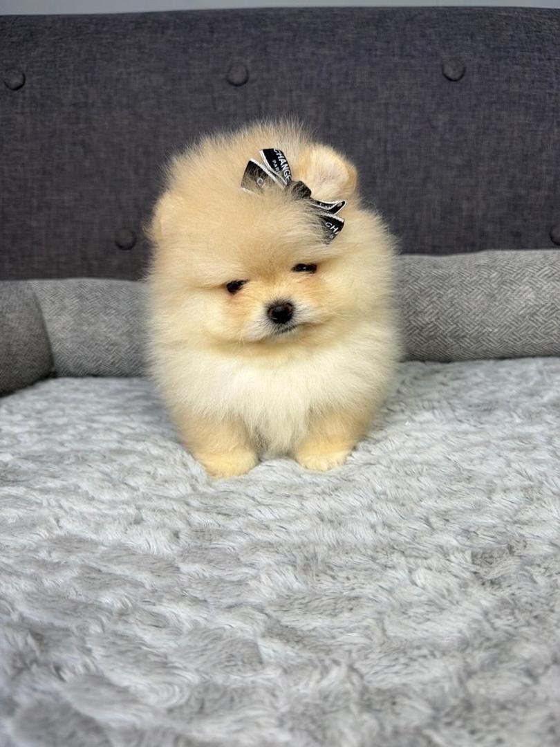 Kiki - Pomeranian puppy