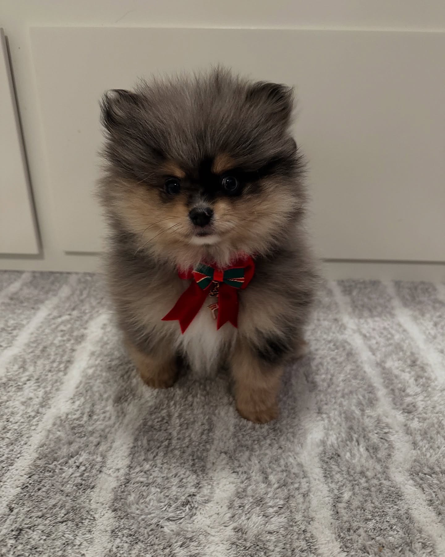 Mike - Pomeranian puppy