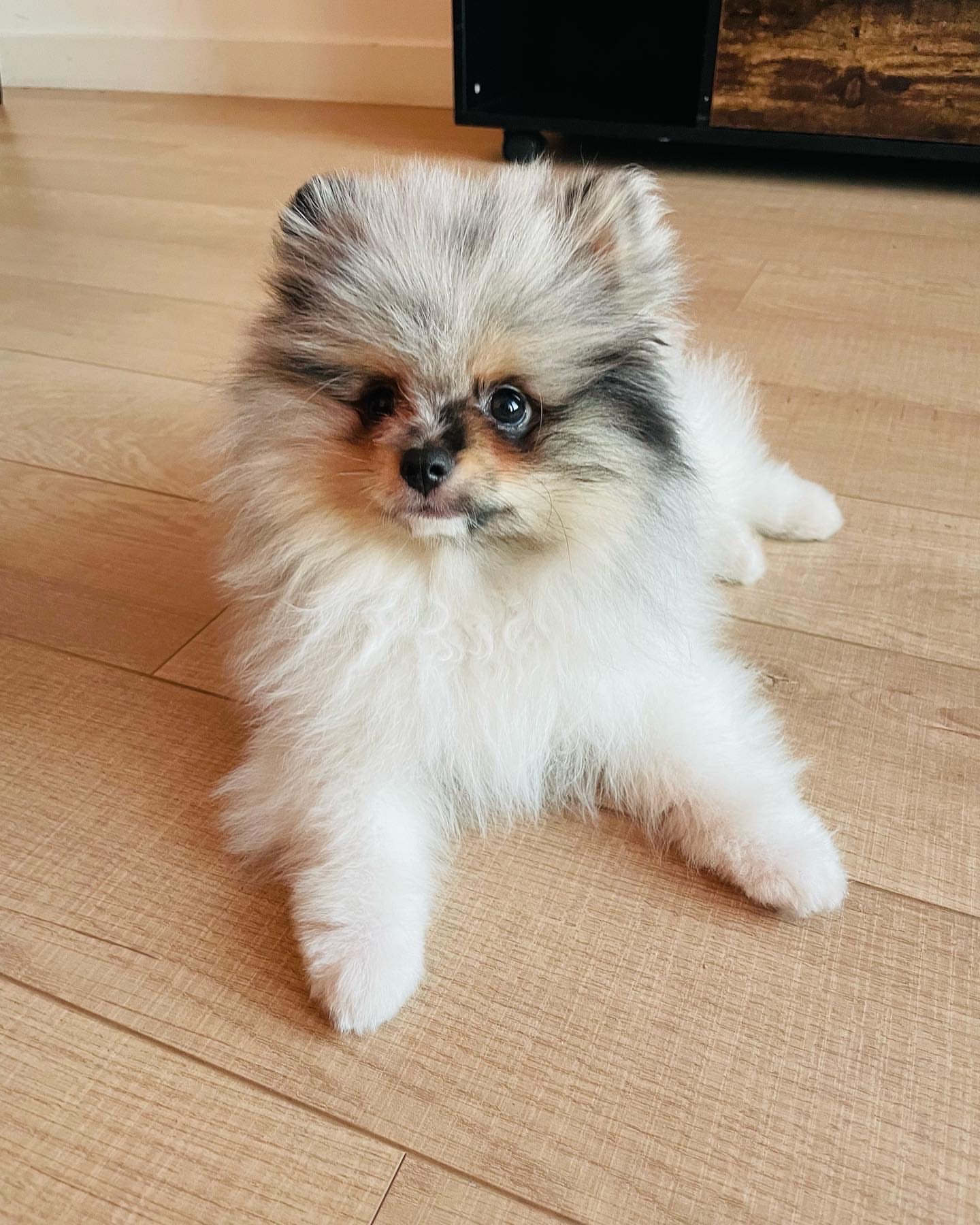 Mimie - Pomeranian puppy