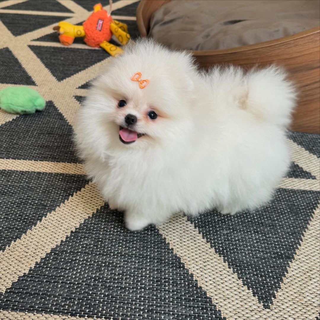 Roxy - Pomeranian puppy