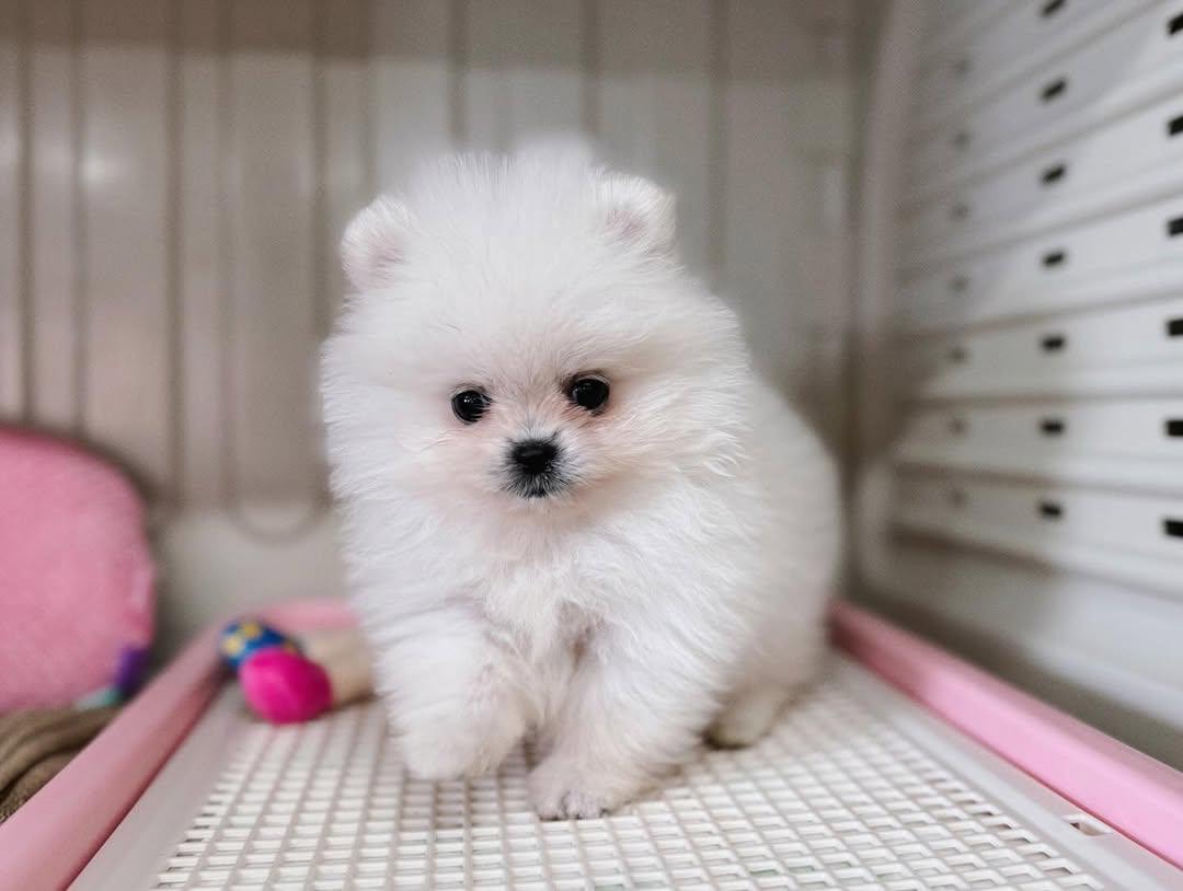 Shanise - Pomeranian puppy