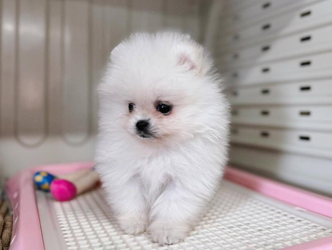 Shanise - Thumbnail 2