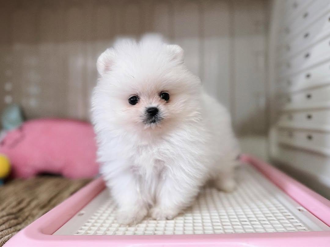 Shanise - Thumbnail 3