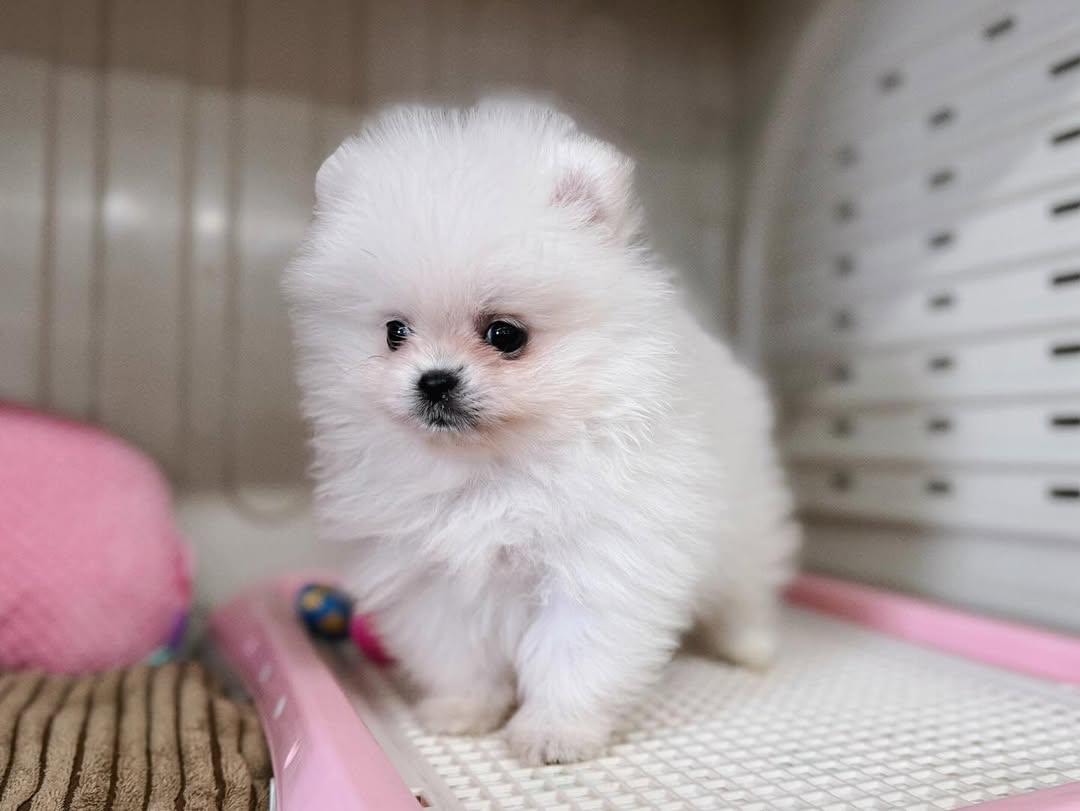 Shanise - Thumbnail 4