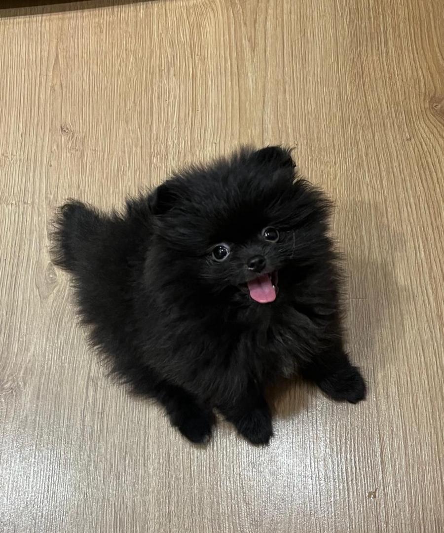 Tanya - Pomeranian puppy
