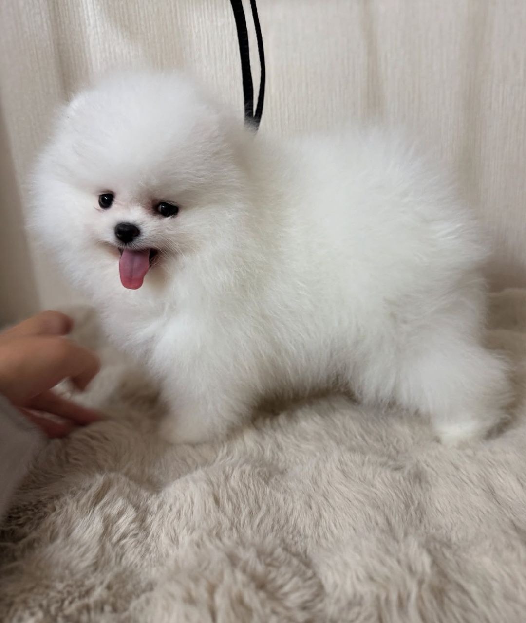 Angelo - Pomeranian puppy