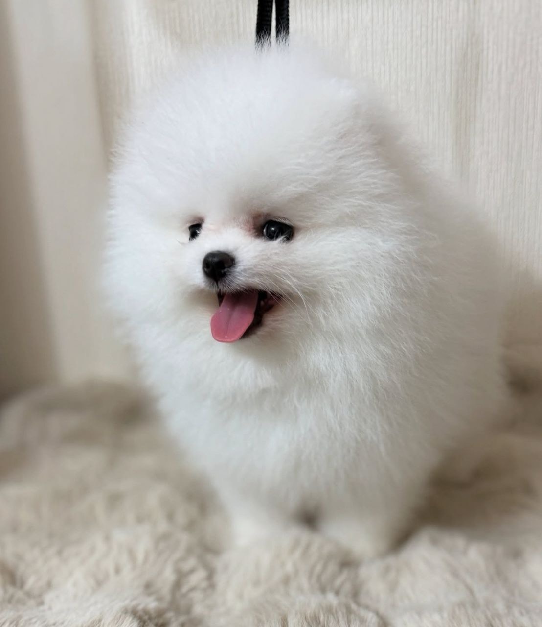 Angelo - Thumbnail 2