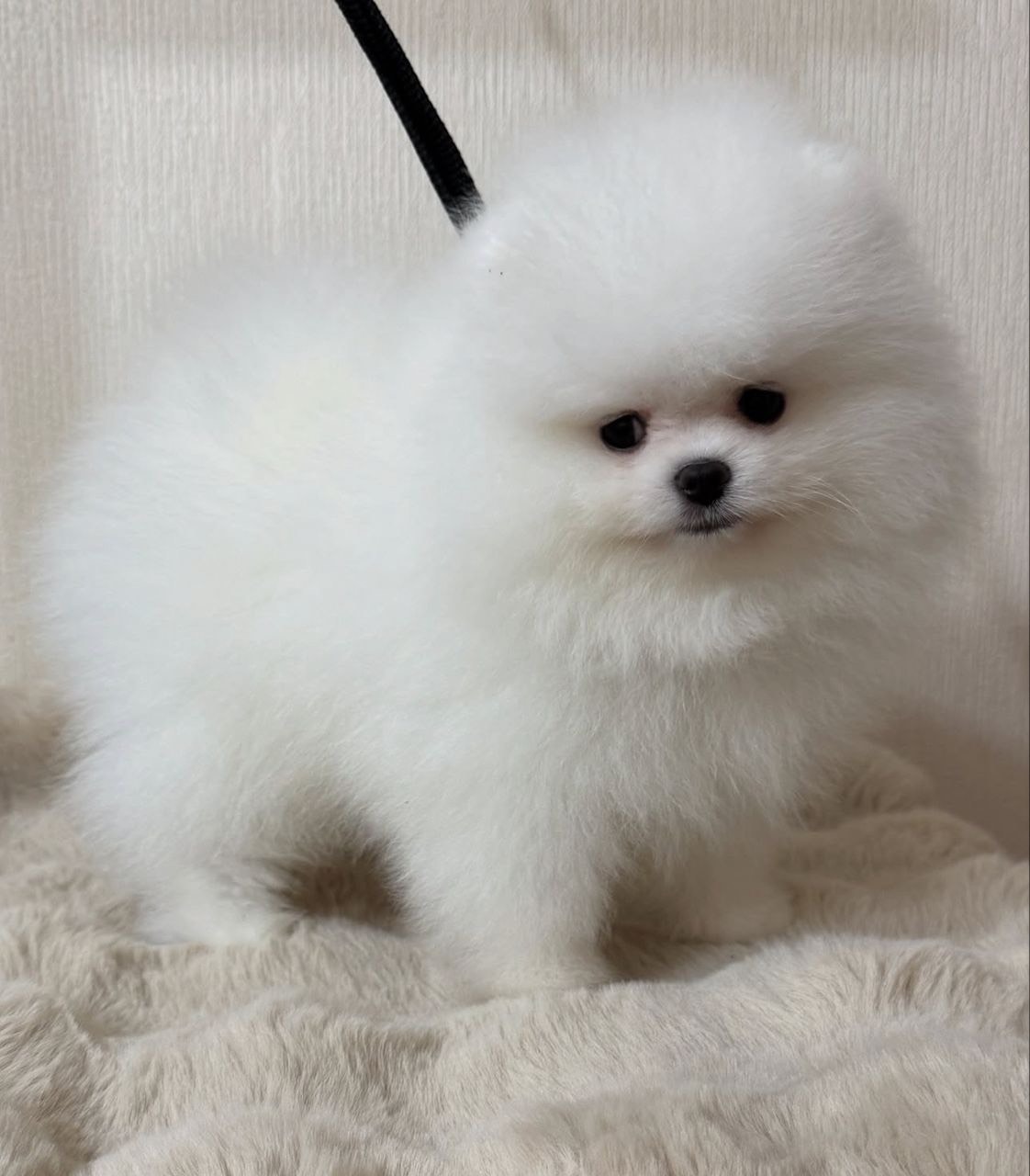 Angelo - Thumbnail 3