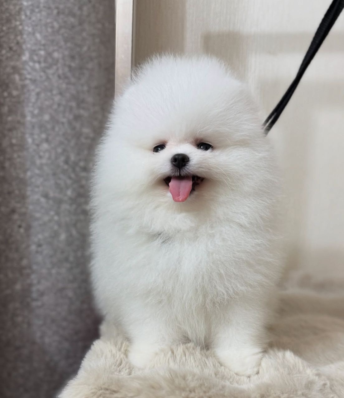 Angelo - Thumbnail 4