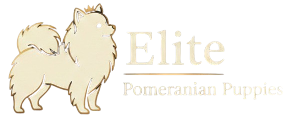 Elite Pomeranian Puppies