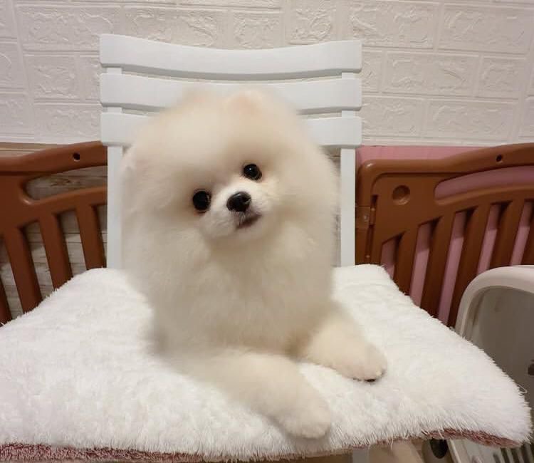 Jakie - Pomeranian puppy