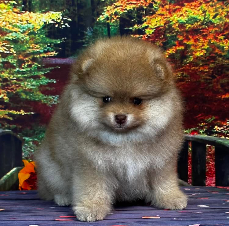 Ken - Pomeranian puppy