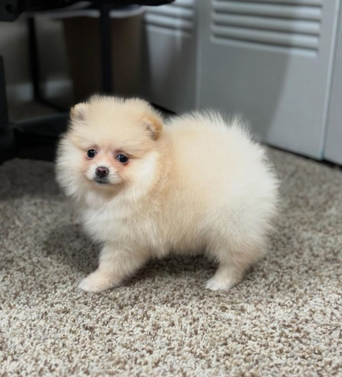 Mia - Pomeranian puppy