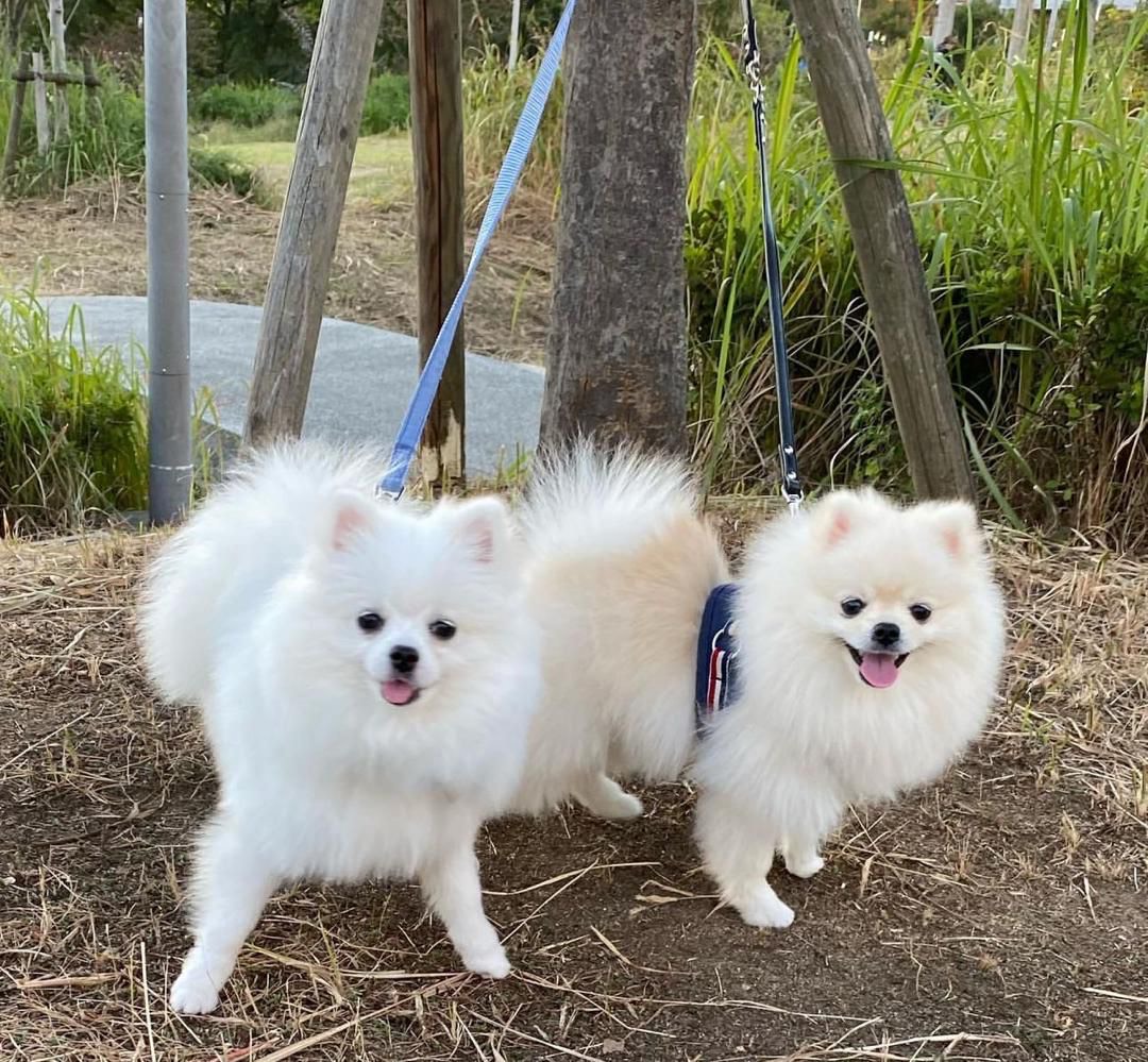 Apollo and Luna - Our Pomeranian Parents