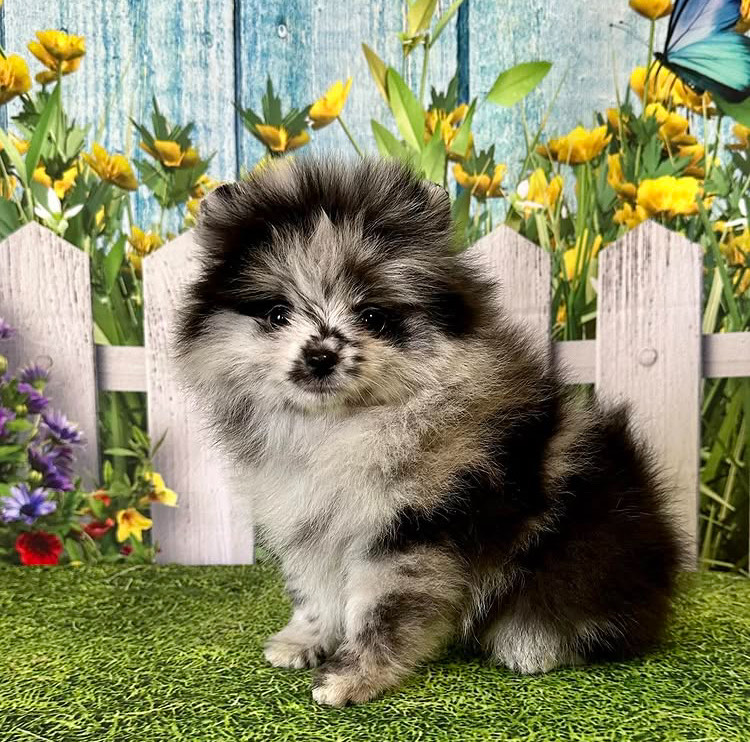 Tonio - Adopted Pomeranian puppy