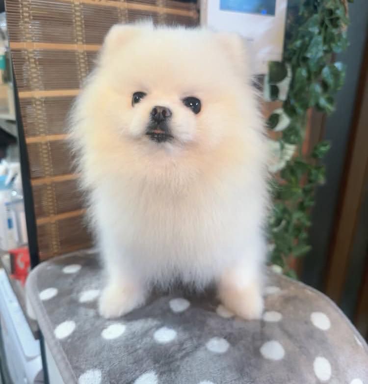 Zion - Pomeranian puppy