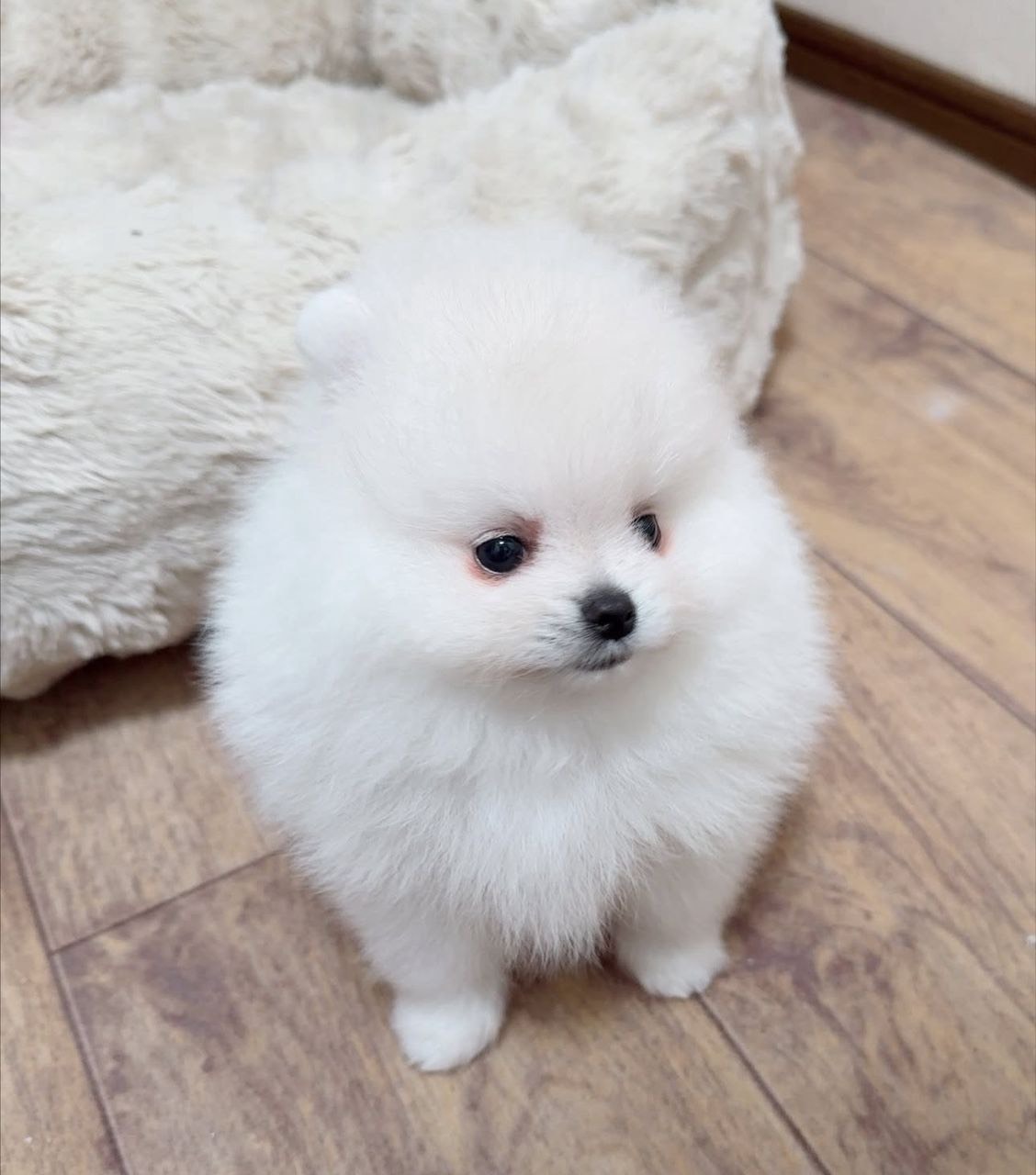Adorable Pomeranian puppy